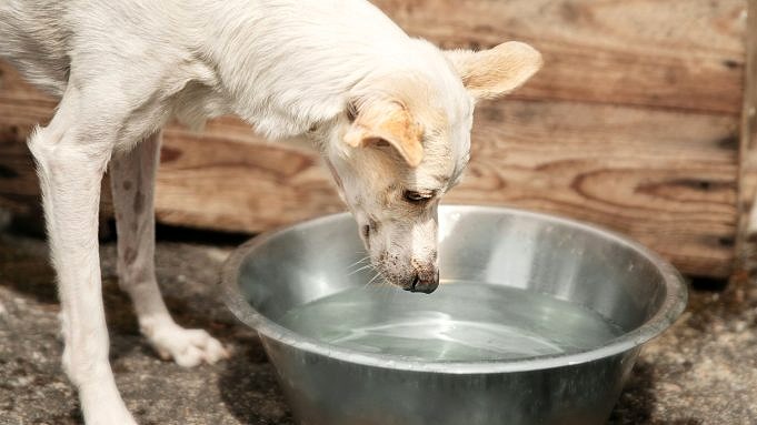 11 Skäl Till Varför Hundar är Rädda För Vattenskålen + 7 Tips