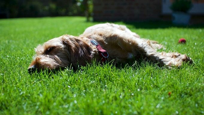 20 Saker Att Göra Med Din Hund På Sommaren Inomhus Och Utomhus!