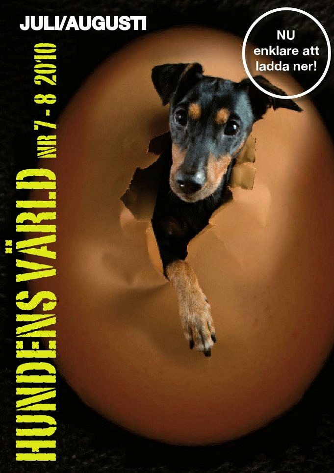 När är En Honhund Redo Att Avla?Vår ägglossningsguide!